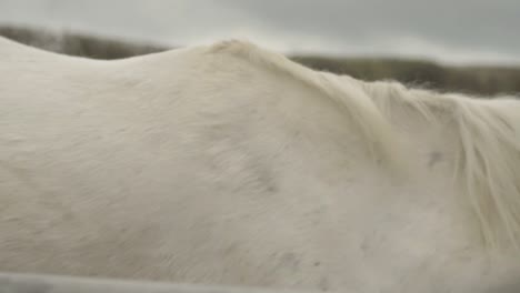 white horse walks away