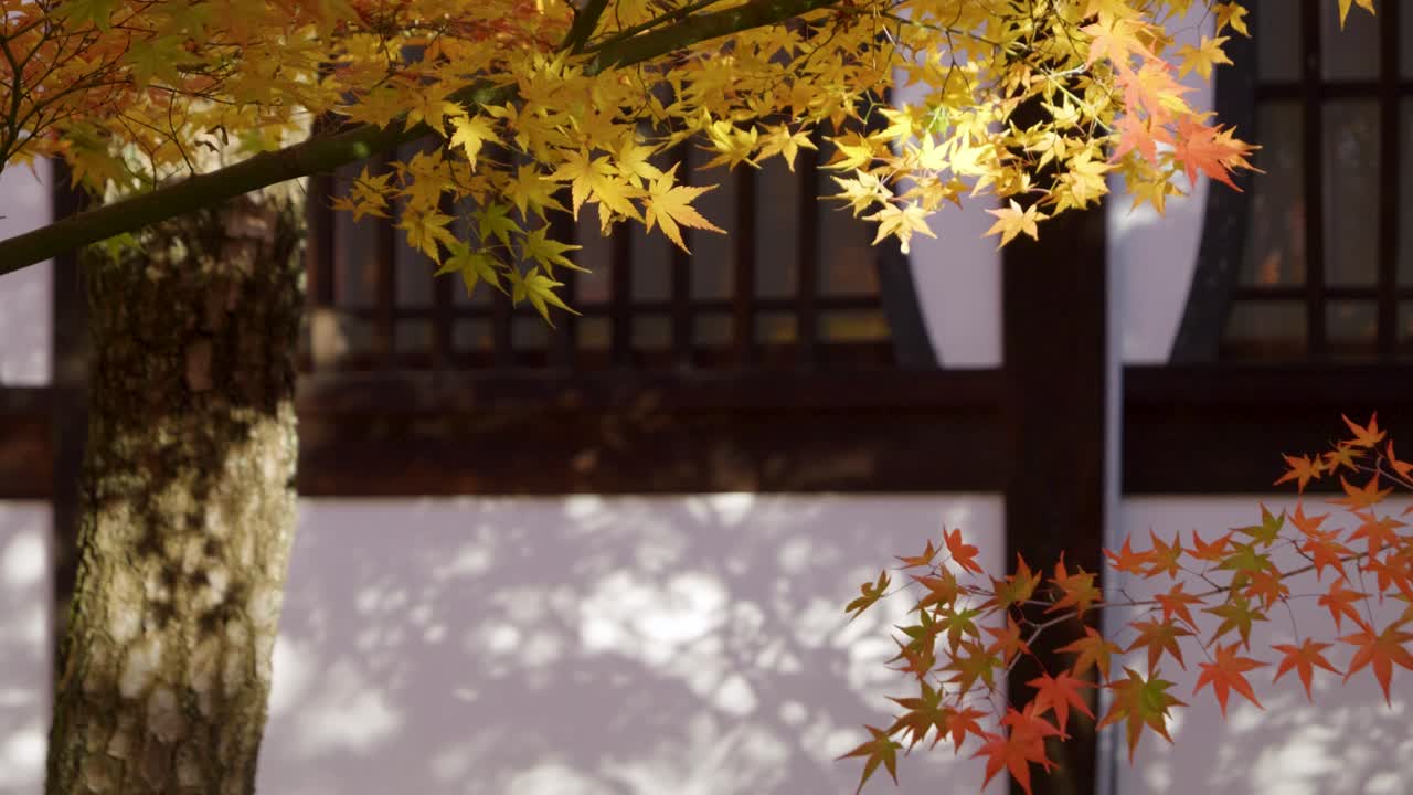 Slow motion slider over fall colors at temple in Japan