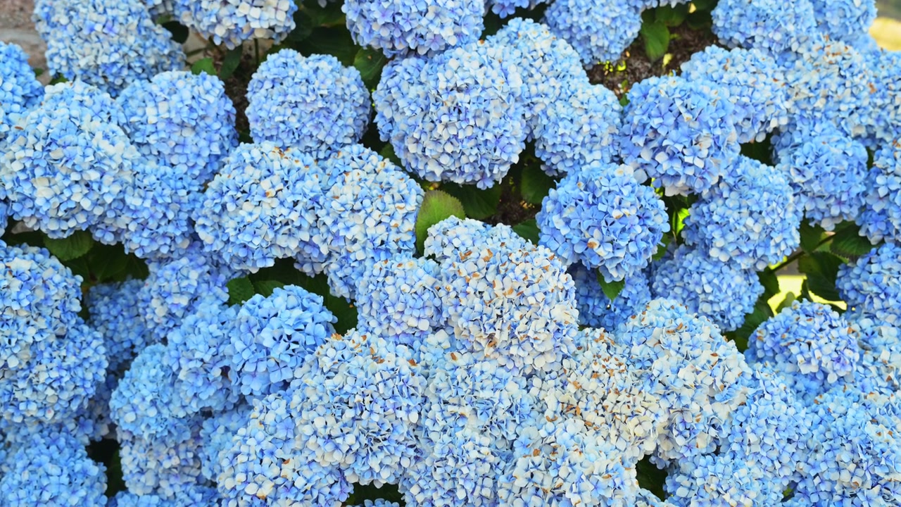 A dense cluster of blue Bigleaf Hydrangea flowers (Hydrangea macrophylla) blooming outdoors. Documents ornamental horticulture, summer botanical species, and natural garden environments.