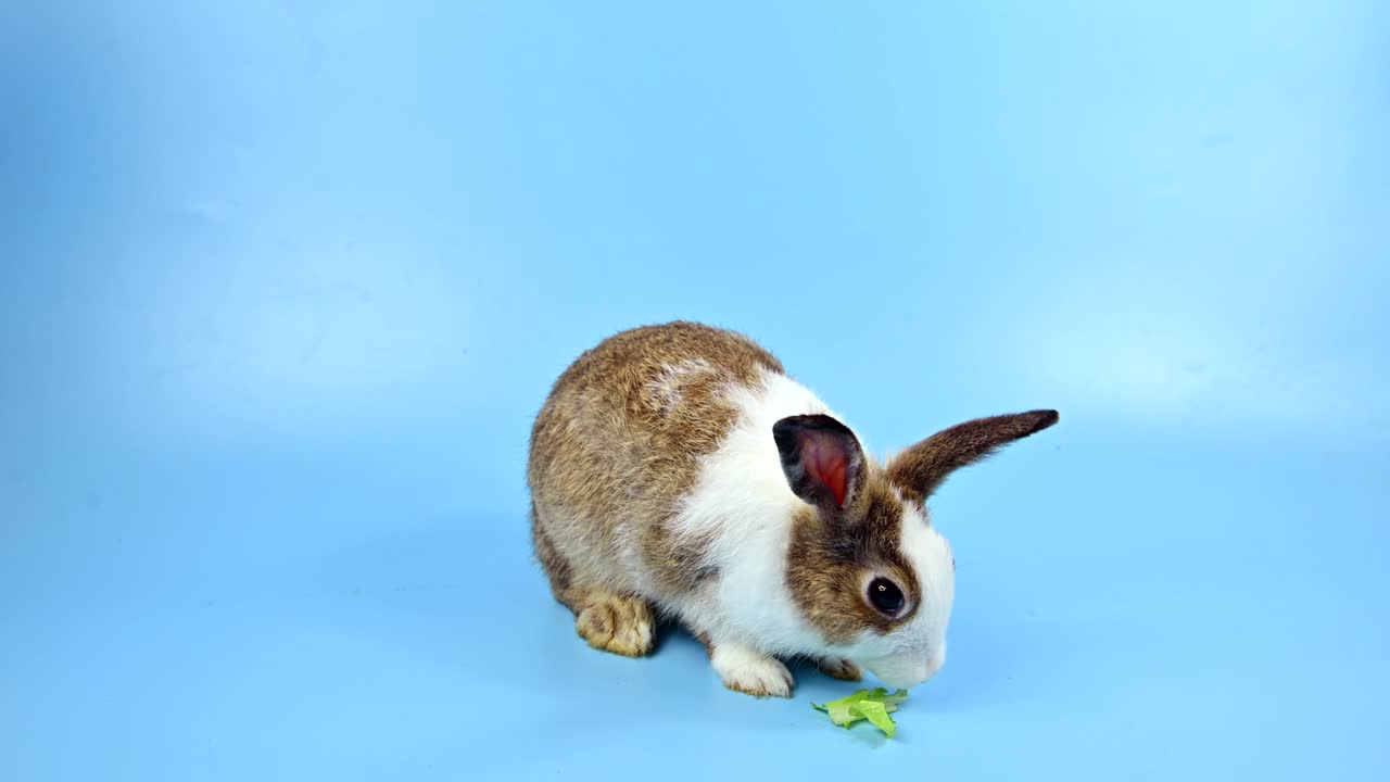 파란 스크린 배경의 토끼: 영 동물과 부활절의 똑똑한 애완동물