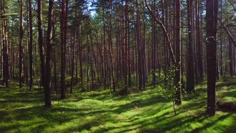 Bosque-De-Pinos-Silvestres-Con-Musgo-Verde-Debajo-De-Los-árboles,-Tiro-Aéreo-Lento-Moviéndose-Bajo-Entre-Los-árboles-En-Un-Día-De-Primavera-Soleado-Y-Tranquilo,-Destello-De-Lente,-Vista-De-Drones-De-Gran-Angular-Moviéndose-Hacia-Atrás