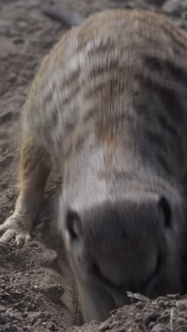 meerkat family member