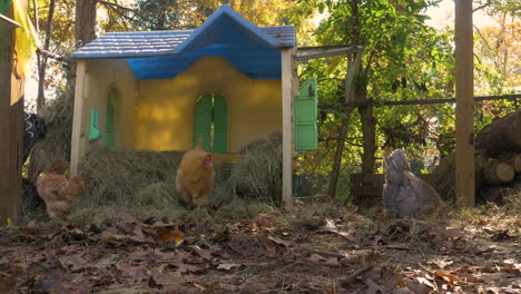 chickens and goat eating and looking for food near a repurposed dollhouse