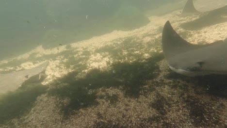 under water slow motion of sting rays swimming in a tank. 4k