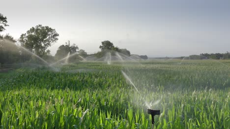 Sprinkler-Bewässern-Das-Feld-Bei-Sonnenaufgang