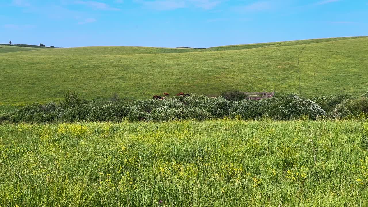 Vast Green Landscape with Rolling Hills and a Patch of Wildflowers Under Clear Blue Skies, Featuring Cattle in the Background