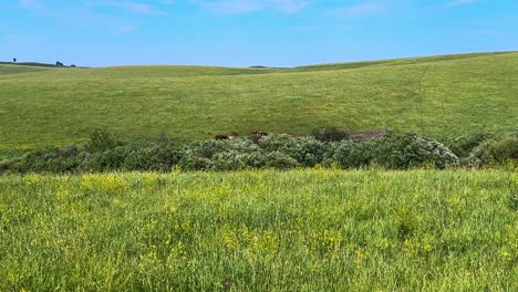 vast green landscape with rolling hills and a patch of wildflowers under clear blue skies, featuring cattle in the background
