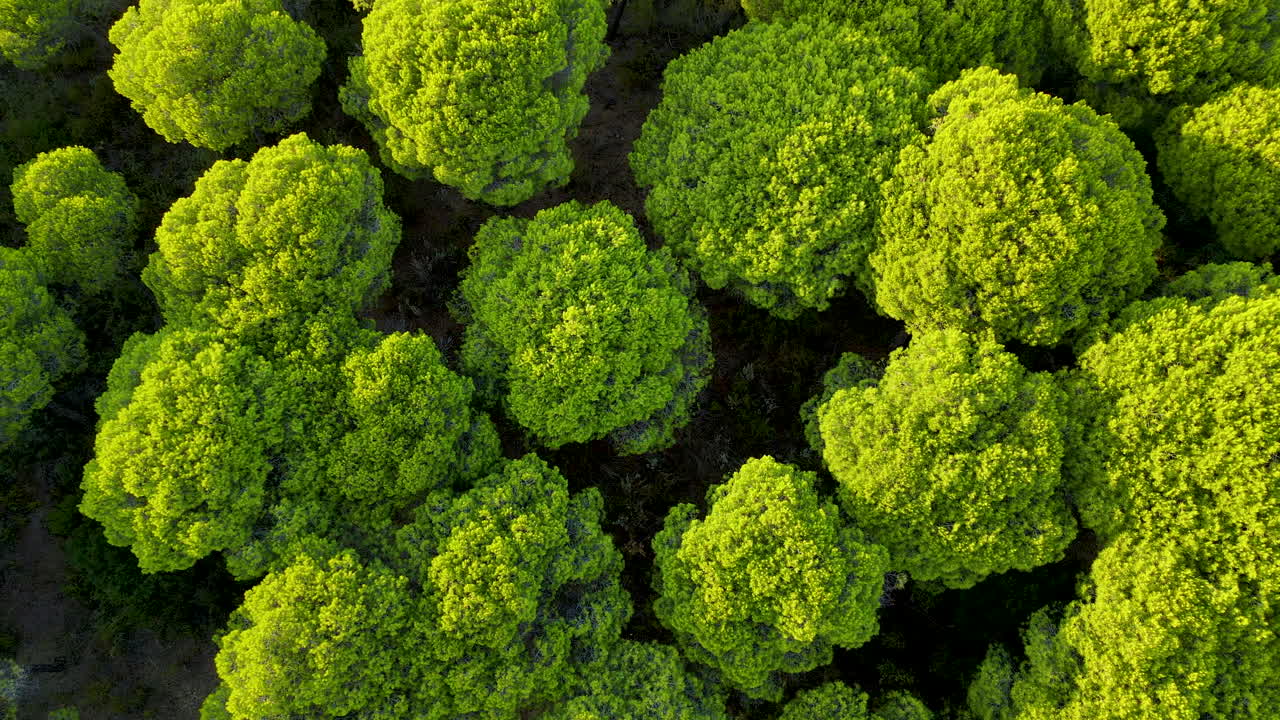 copas verdes de pinos paraguas o de piedra en el bosque de pinos de cartaya en huelva, andalucía, españa - movimiento aéreo lento de elevación y giro
