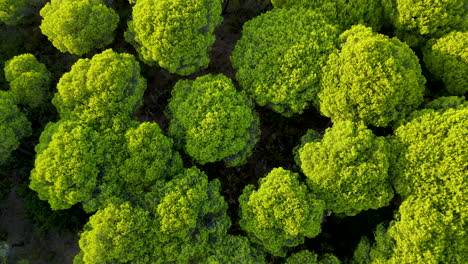 green treetops of umbrella or stone pines in cartaya pine forest in huelva, andalusia, spain - slow aerial raise and spin motion