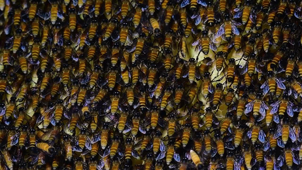 Giant Honey Bees are known to build large colonies of nest with symmetrical pockets made of wax for them to store honey as their food source