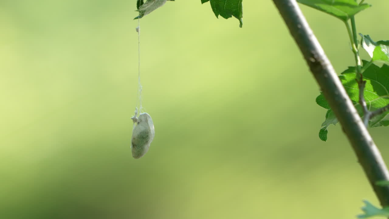 capullo de gusano de seda colgando de ramitas de plantas aisladas en el fondo del bokeh