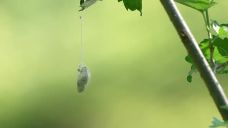 silkworm's cocoon hanging on plant twigs isolated at bokeh background