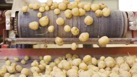 Dirty-dusty-potatoes-are-being-poured-onto-the-conveyor-belt-in-slow-motion.