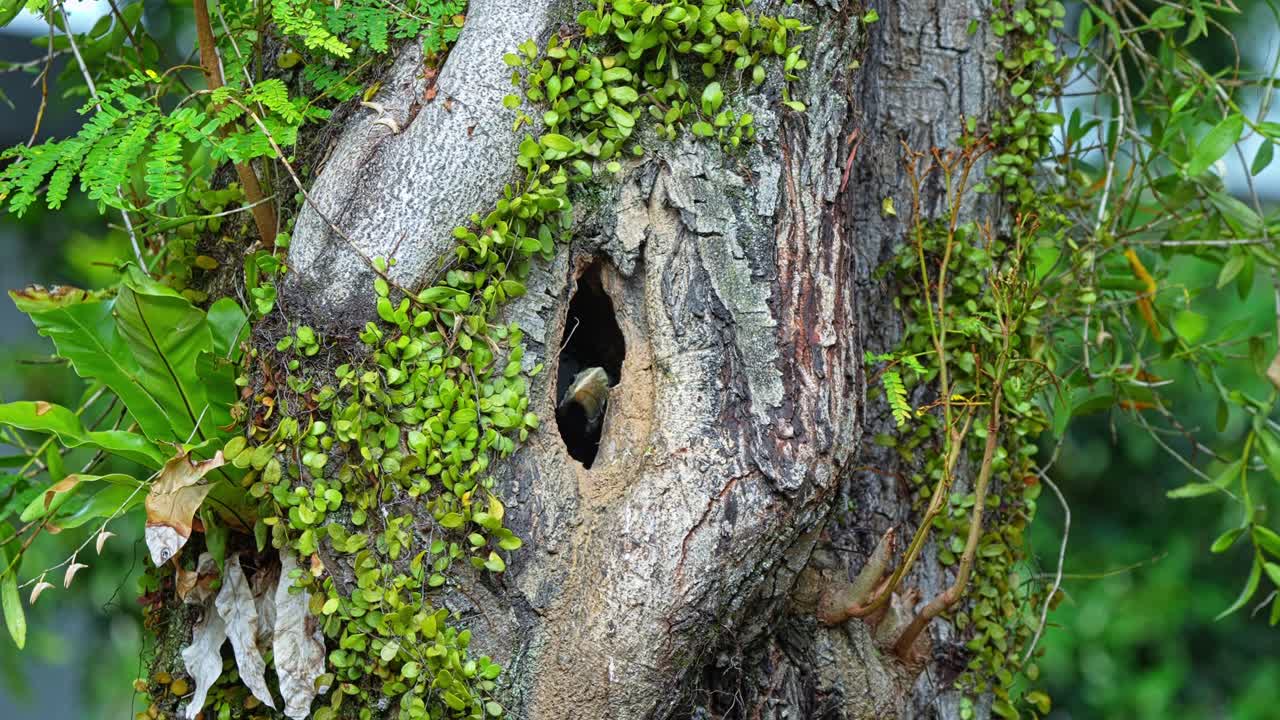 The Juvenile Oriental Pied Hornbill is on its Nest, Peeking Out From the Cavity - Close Up