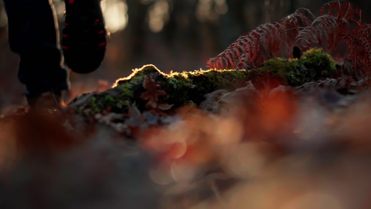 Nærbillede af skovbund fra lav vinkel med fodspor og tørre blade i slowmotion. Naturvandringsscene med sollys, efterårsfarver og filmisk bokeh