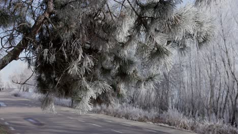 Weiße-Kiefern-Entlang-Der-Straße-Im-Winter-In-Galati,-Rumänien