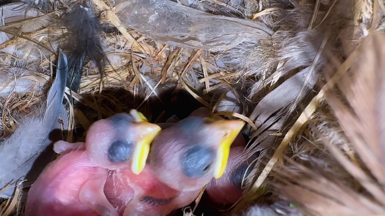 Frisch geschlüpfte Nestlinge im Vogelnest, die frühes Wachstum und Überleben in der Natur zeigen.