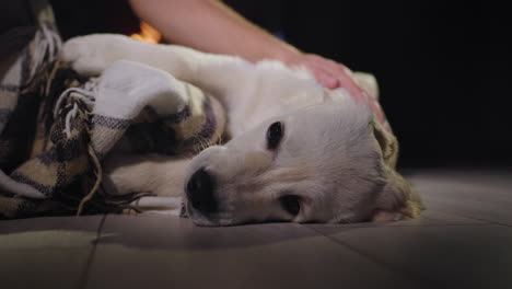 Dueño-De-Una-Mascota-Y-Un-Lindo-Cachorro-De-Golden-Retriever-Descansando-Cerca-De-Una-Chimenea-Encendida