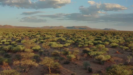 Aerial-video-of-African-savanna