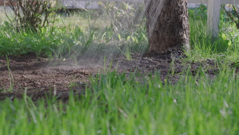 watering the lawn early in the morning - low-level shot