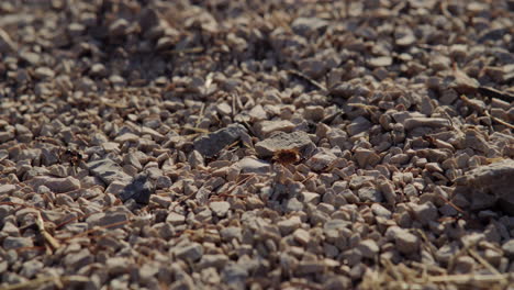 ant carries large fluffy spike piece object across rocky landscape of pebble beach