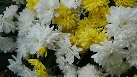 flores de dalia blancas y amarillas, la cámara se mueve a la izquierda