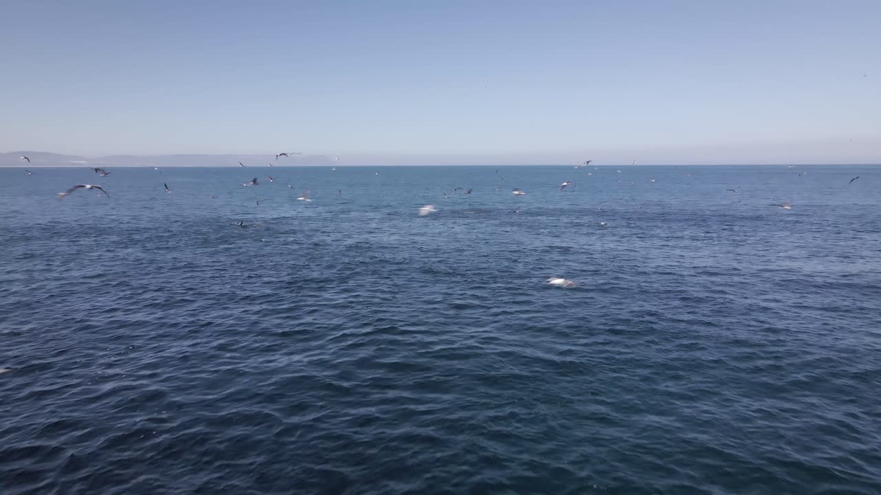 대서양 바다에서 미끼 물고기 주위에 모이는 포식자, 공중