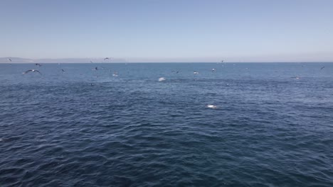 depredadores que se congregan alrededor de peces cebo en aguas atlánticas, antena