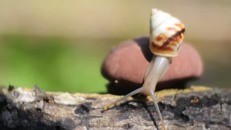 caracol arrastrándose sobre hongos rojos