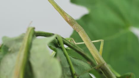 stick insect medauroidea extradentata, family phasmatidae