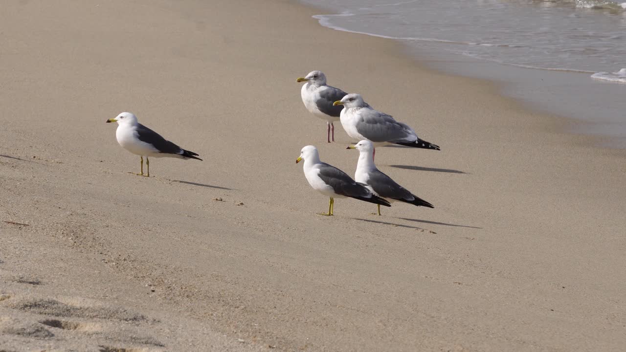 Gabbiani codanera in piedi sulla riva mentre onde si infrangono sulla spiaggia di sabbia bianca a Gangneung, Corea del Sud - statica, primo piano