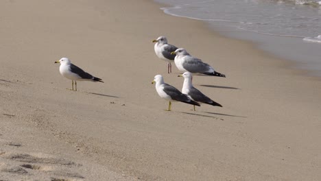 Pájaros-De-Gaviota-De-Cola-Negra-Parados-En-La-Orilla-Cuando-Rompen-Olas-Rodando-Sobre-La-Playa-De-Arena-Blanca-En-Gangneung,-Corea-Del-Sur---Estático,-De-Cerca