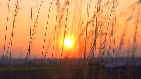 Hohes-Glas-Weht-Im-Wind,-Während-Die-Sonne-Untergeht