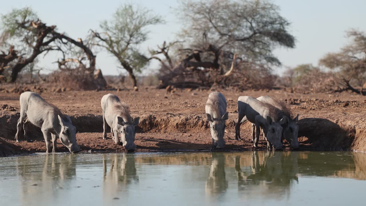 Five warthog piglets lining up for a drink at a muddy waterhole with beautiful reflection on the water's surface, Mashatu Game Reserve
