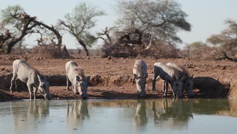 five warthog piglets lining up for a drink at a muddy waterhole with beautiful reflection on the water's surface, mashatu game reserve