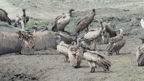 gran grupo de buitres junto a un cadáver de hipopótamo en la sabana africana