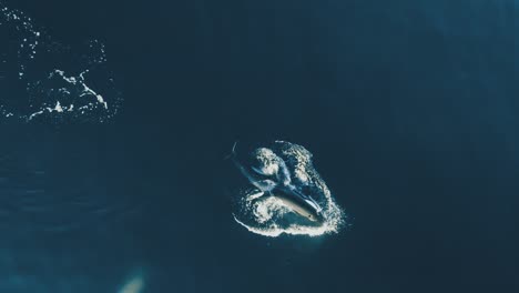 orca jump out to the surface in calm waters aerial shot 60fps