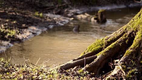 Ufer-Eines-Kleinen-Baches-Mit-Moosbewachsenen-Bäumen-Und-üppiger-Frühlingsvegetation---Mittlere-Aufnahme-Auf-Bodenhöhe