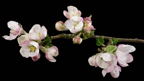 macro time lapse apple tree branch blooming on pure black background