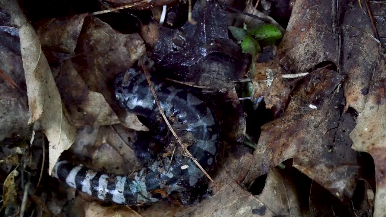 Tiger Salamander in Leaf Litter