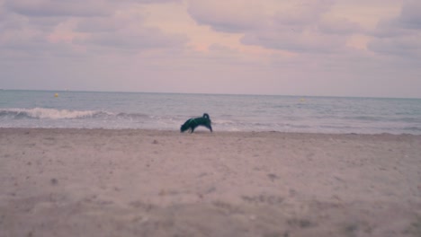 cute black dog plays in the sand to take the ball to its owner