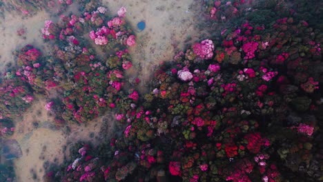 vista aérea de un bosque de flores en tinjure, nepal