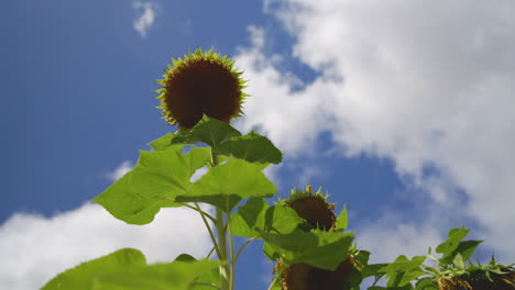 camera moves up the stalk of a sunflower, upward angle