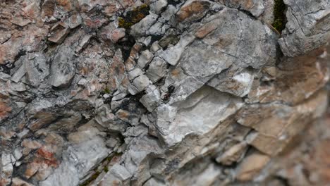 ant walking on rockwall in the mountains