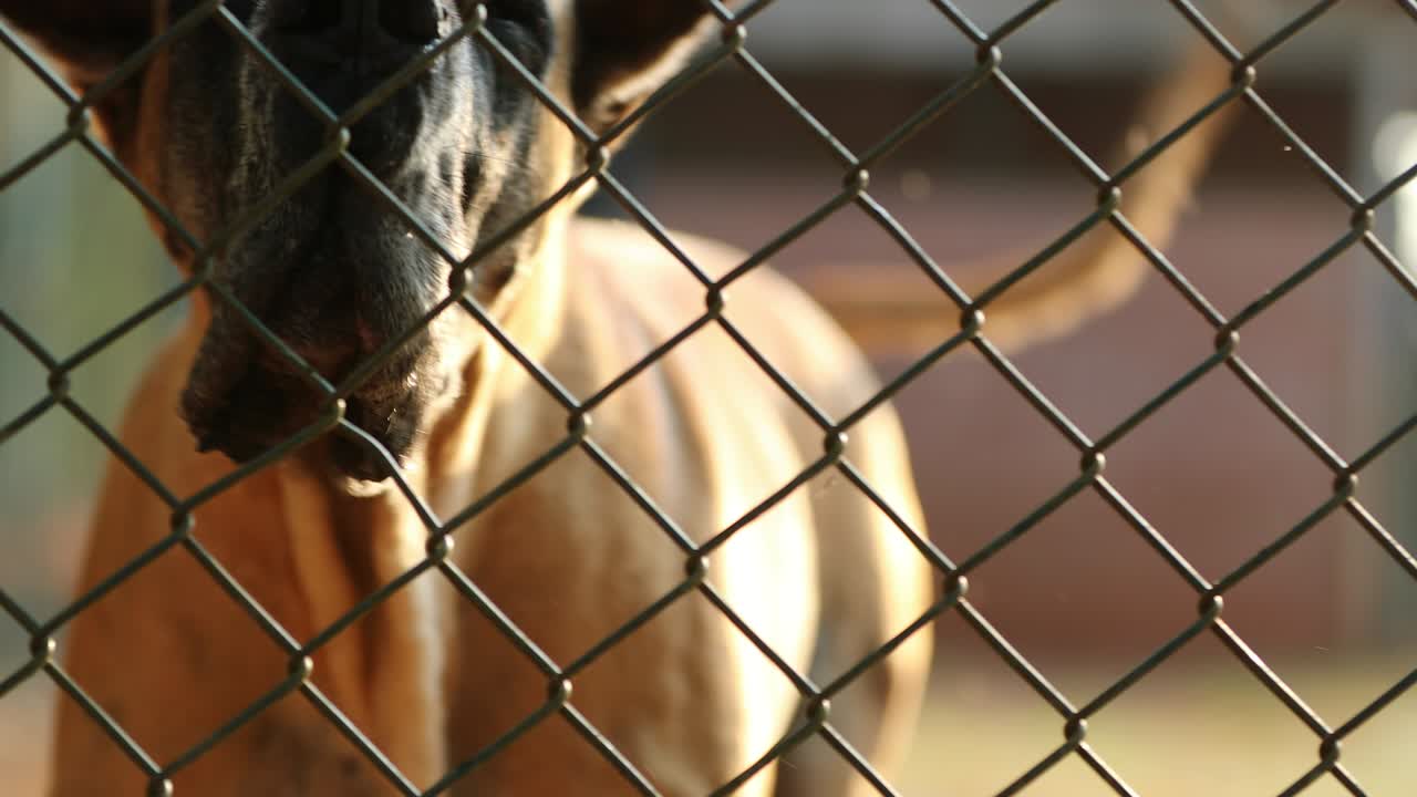 Great dane breed barking behind fences against invaders in 4k