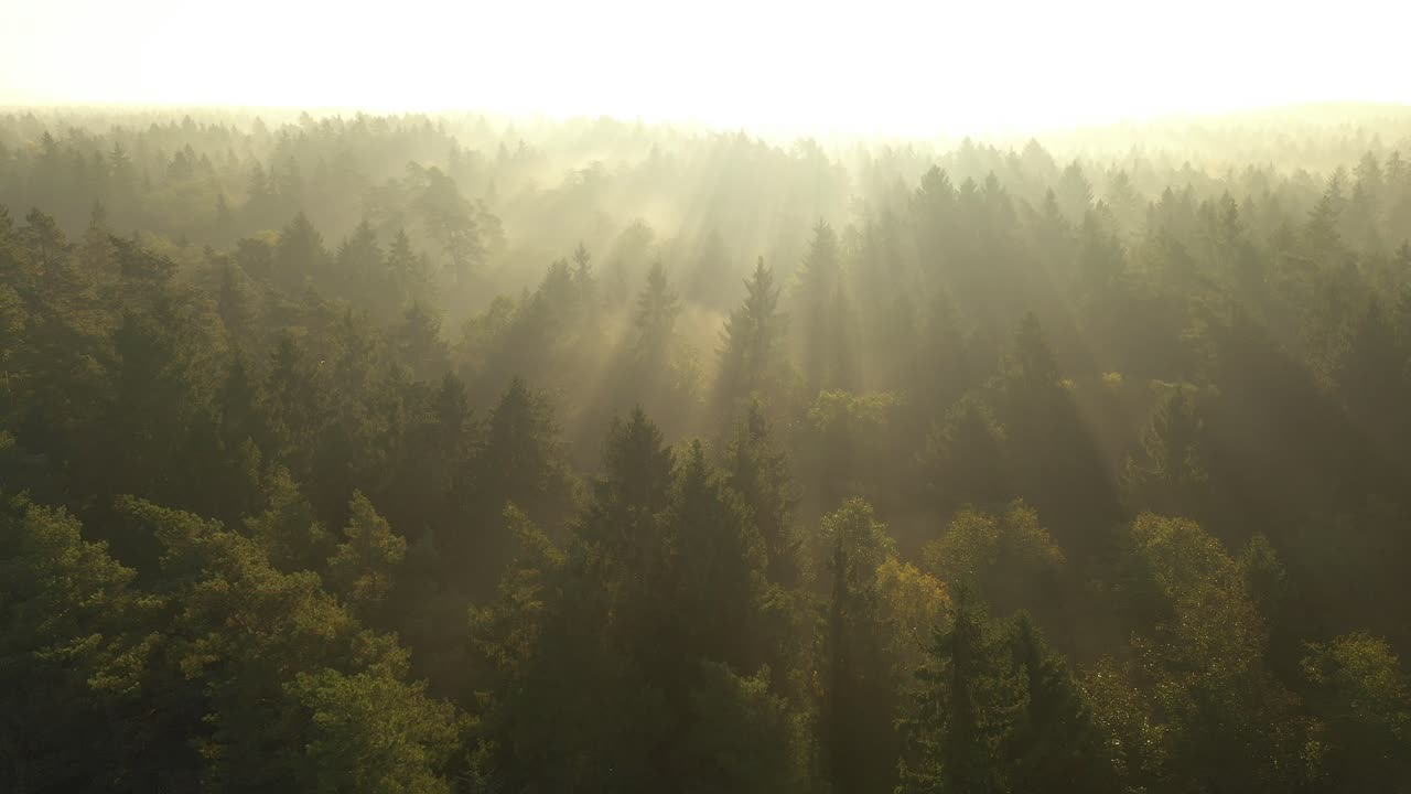 Drone aerial view of forest in early morning