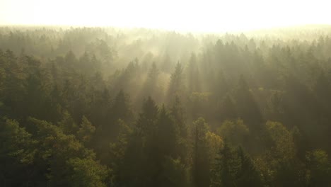 drone aerial view of forest in early morning