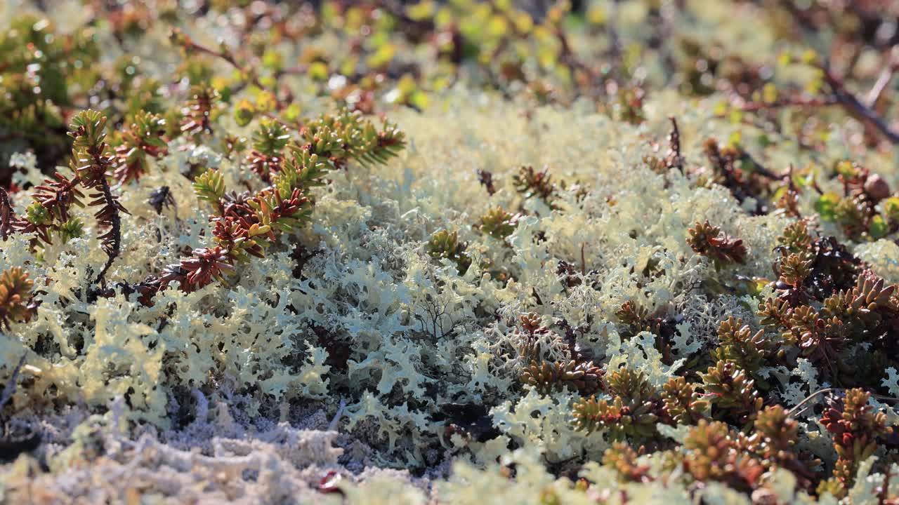 북극  ⁇ 드라 리 ⁇  모스 클로즈업. 주로 북극  ⁇ 드라, 알파인  ⁇ 드라에서 발견되며, 매우 추위에 견 ⁇  수 있습니다. 클라도니아 랭지페리나 (cladonia rangiferina), 렌더 컵 리 ⁇ 으로도 알려져 있습니다.