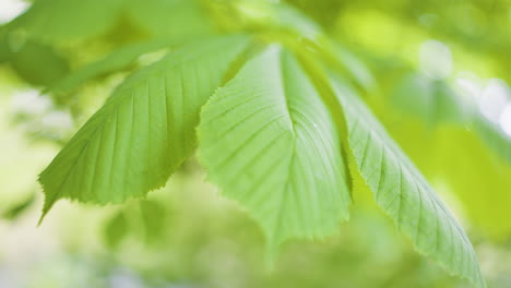 close-up of fresh green leaves