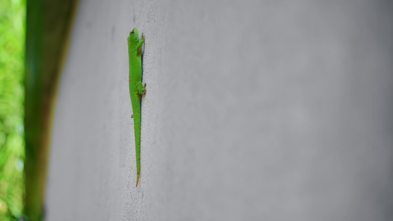 Close Up Shot Of Phelsuma Grandis Green Reptile Climbing Wall, Mauritius, Africa